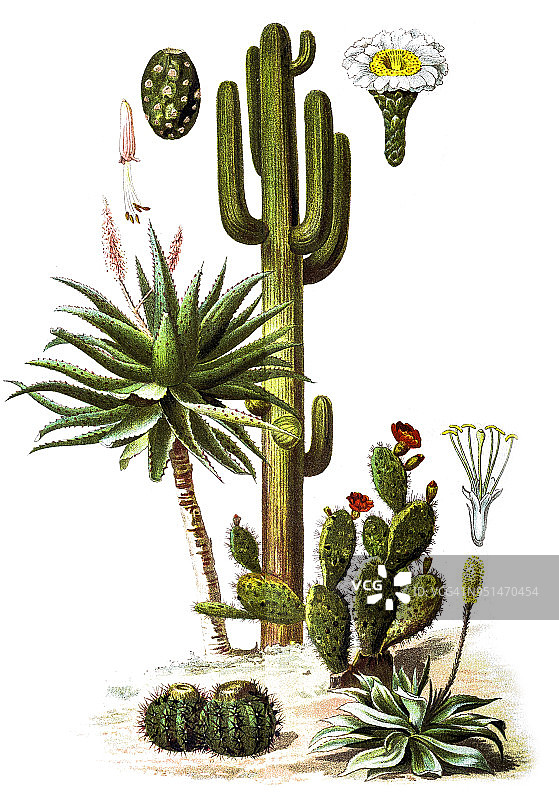 仙人掌(Carnegiea gigantea)和芦荟(Aloe ferox)图片素材