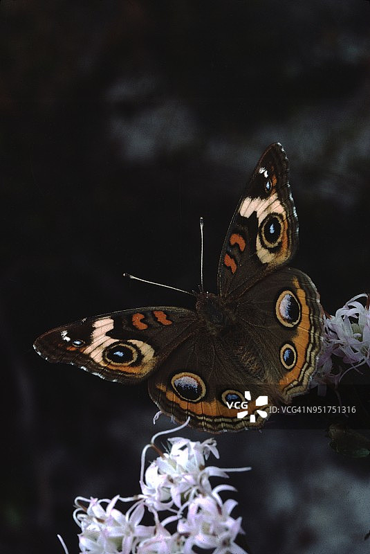 巴克耶蝴蝶（朱诺尼亚·科尼亚）图片素材