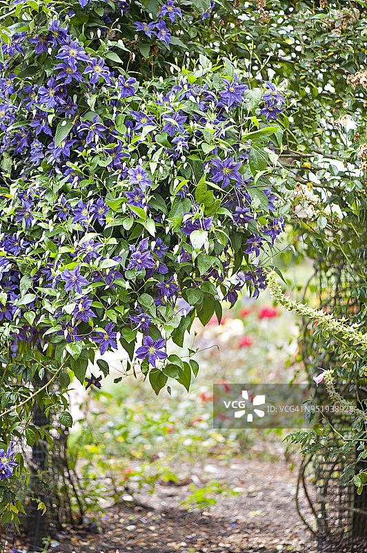 一个紫色的铁线莲在一个夏季花园的拱门上生长的特写图片素材
