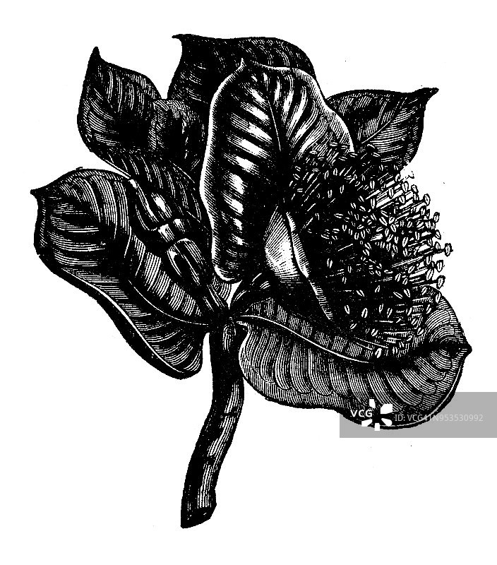 植物学植物古版画插图:桉树图片素材