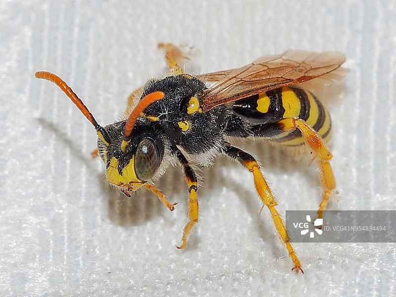 游牧蜜蜂(Nomada sp.)图片素材
