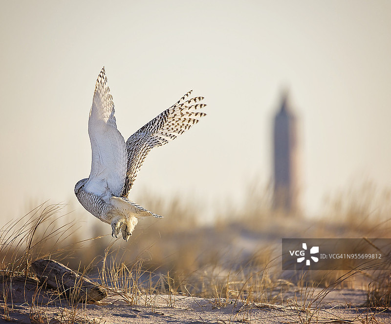 雪鸮起飞与琼斯海滩水塔在背景图片素材