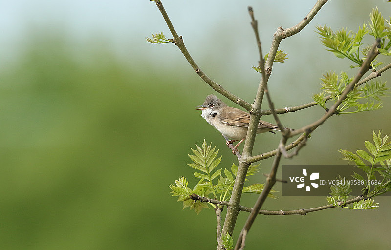 一只美丽的白喉鸟(Sylvia communis)栖息在树枝上唱歌。图片素材