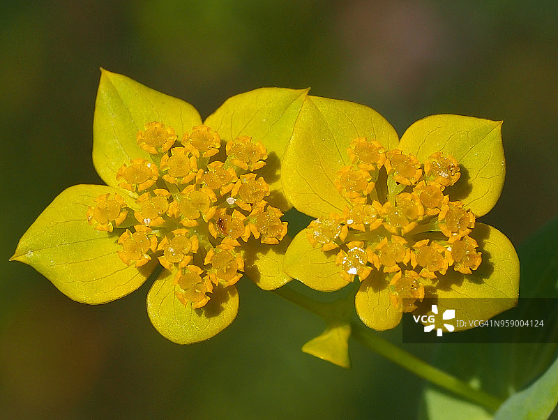 野花(柴胡属lancifolium)图片素材