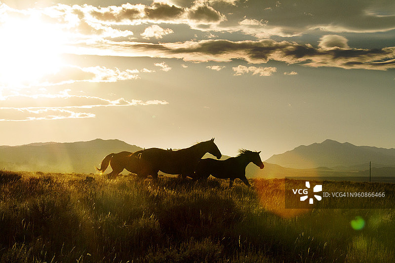 日落时分，马在田野上迎着天空奔跑图片素材