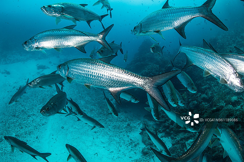 水下拍摄的大型海鲢游泳，金塔纳罗奥，墨西哥图片素材