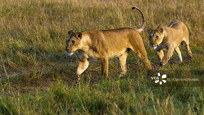 在马赛马拉，一只母狮跟踪另一只母狮图片素材