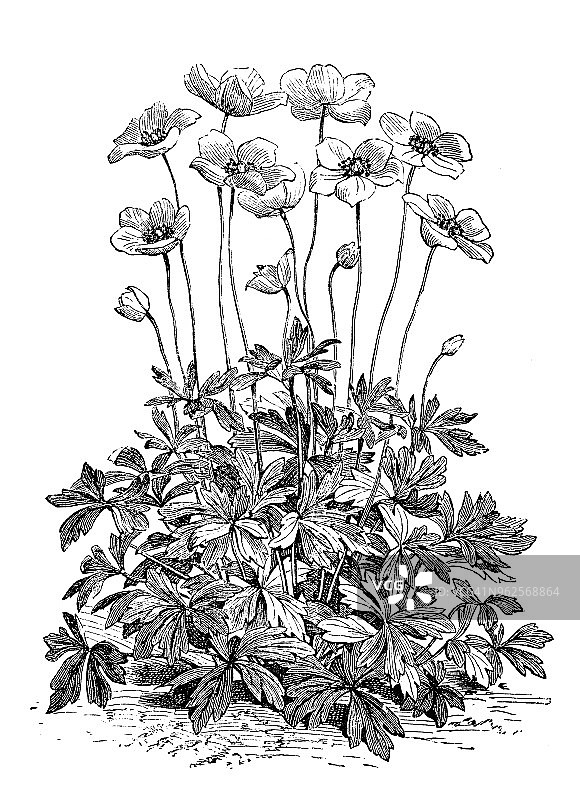 植物学植物古版画插图:银莲花图片素材