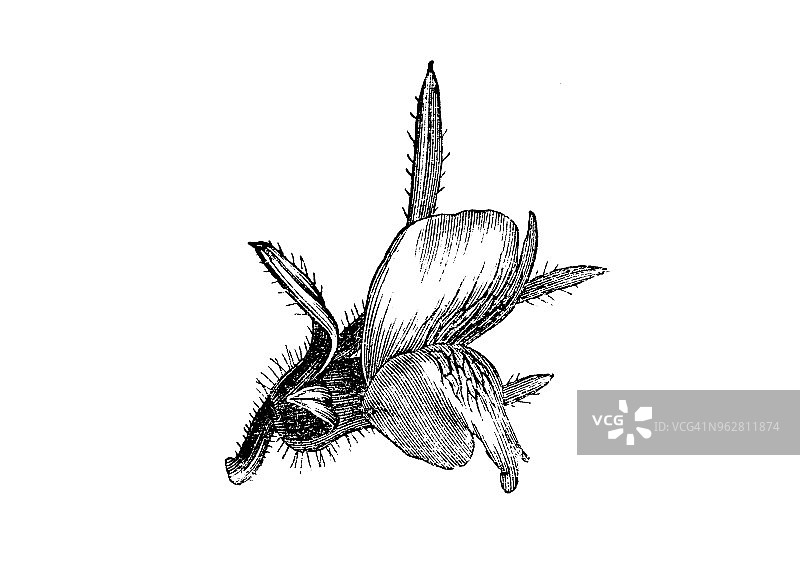 植物学植物仿古雕刻插图:金鱼草图片素材