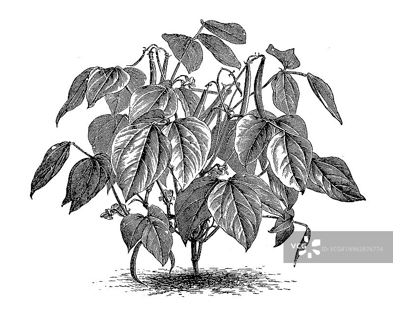 植物学植物古版画插图:矮豆图片素材
