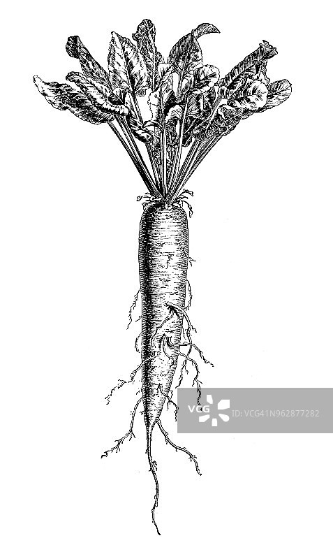 植物学植物仿古雕刻插图:长长的黄色甜菜根图片素材
