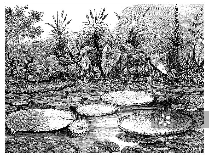 植物学植物仿古雕刻插图:巨型睡莲(维多利亚王座)图片素材