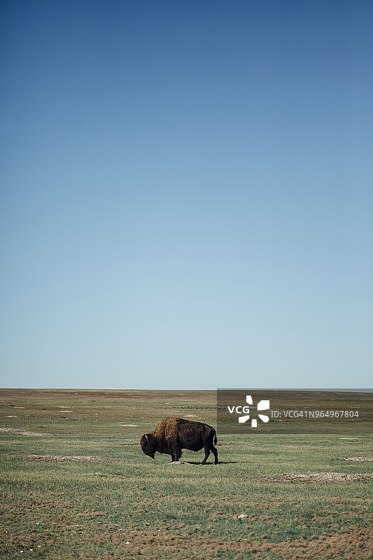 侧视图美洲野牛在牧场上吃草，映衬着清澈的蓝天图片素材