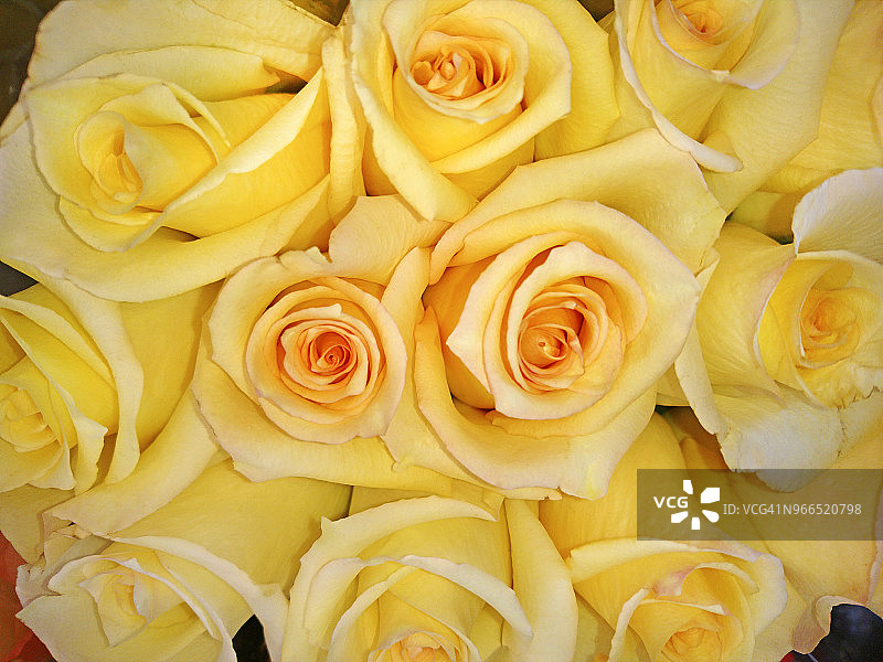一组盛开的黄色玫瑰和螺旋图案的特写。图片素材