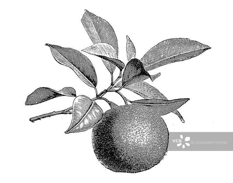 植物学植物仿古雕刻插图:橙、苦橙、塞维利亚橙、酸橙、大桔图片素材