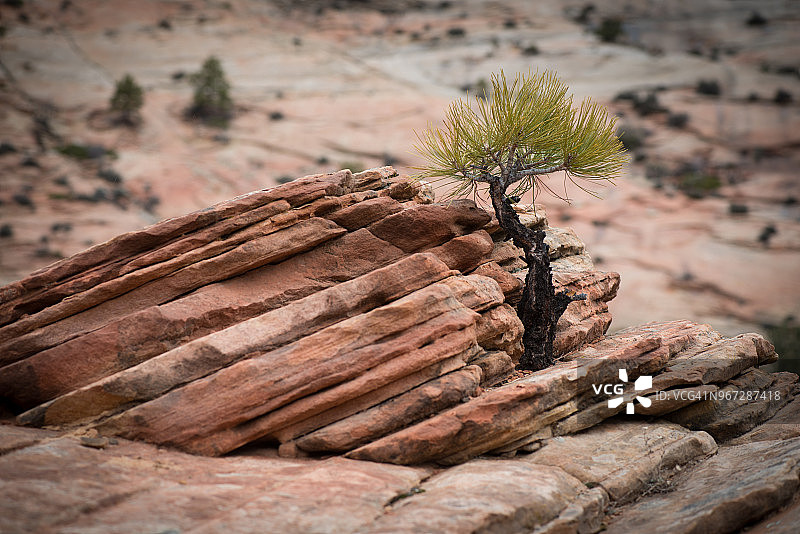 在砂岩中生长的树苗，美国犹他州，美国图片素材