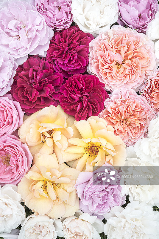 色彩柔和的美丽六月玫瑰图片素材