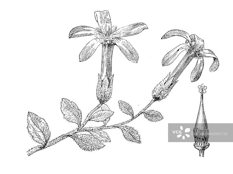 植物学植物古版画插图:青花图片素材