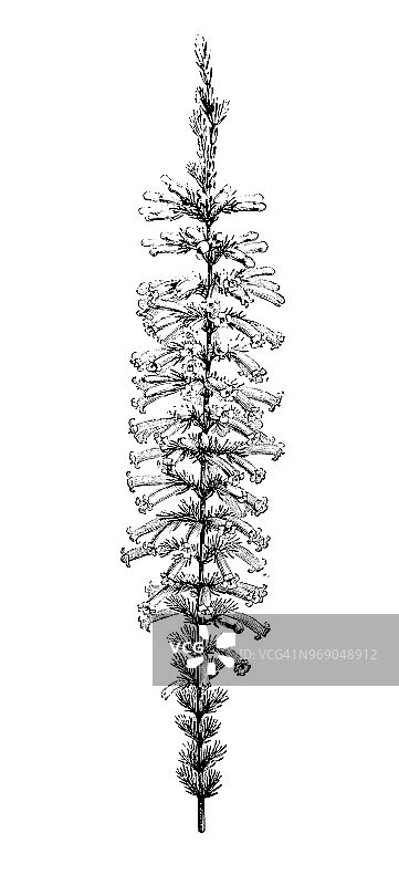 植物学植物古版画插图:杂交花图片素材