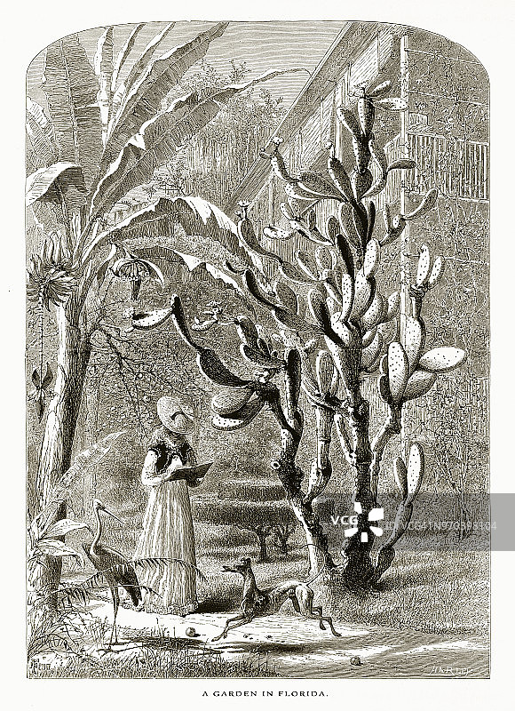 美国佛罗里达圣奥古斯丁的花园，美国维多利亚版画，1872年图片素材