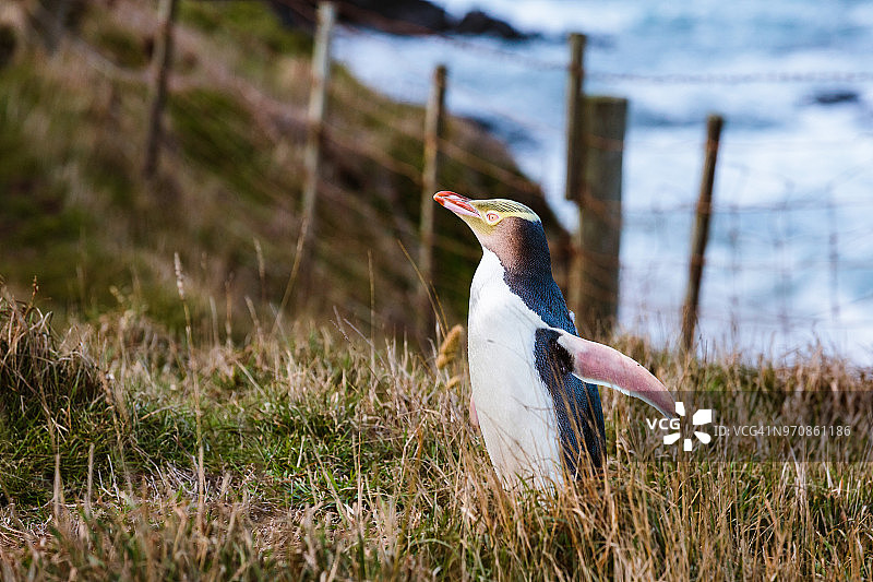 黄眼企鹅，奥塔哥，新西兰图片素材