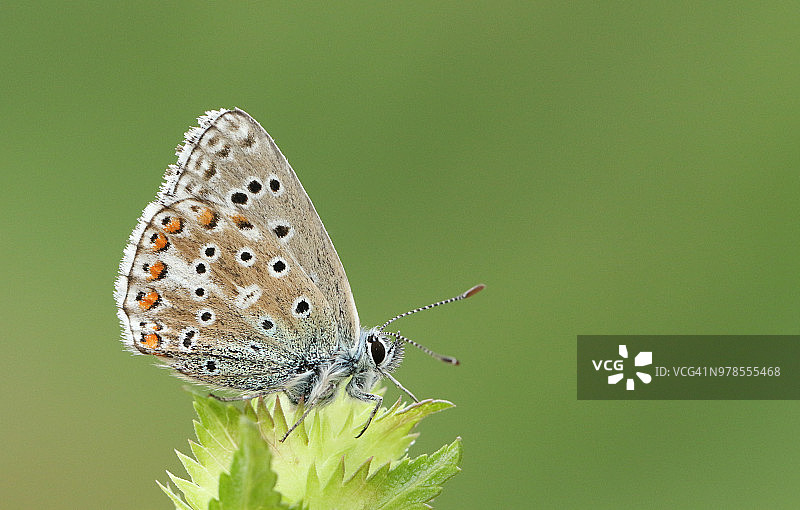 一只漂亮的雄性阿多尼蓝蝴蝶(多角蝶)栖息在黄色拨浪鼓花(小犀牛)上。图片素材