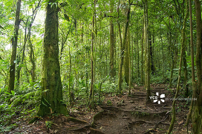雄伟的绿松石水瀑布在热带雨林图片素材