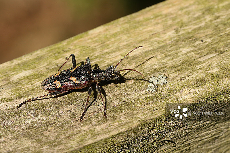一只美丽的双条纹长角甲虫(长角甲虫)栖息在林地的木篱笆上。图片素材