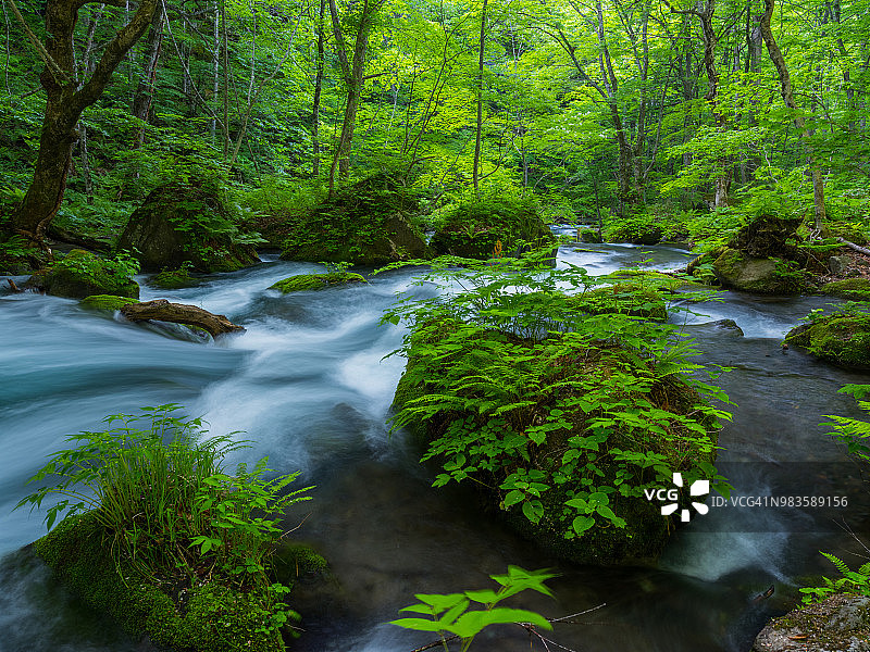 亚洲——美丽的风景。花濑泉(Oirase Keiry)是青森县风景如画的山溪，是日本最著名和最受欢迎的旅游目的地之一。图片素材