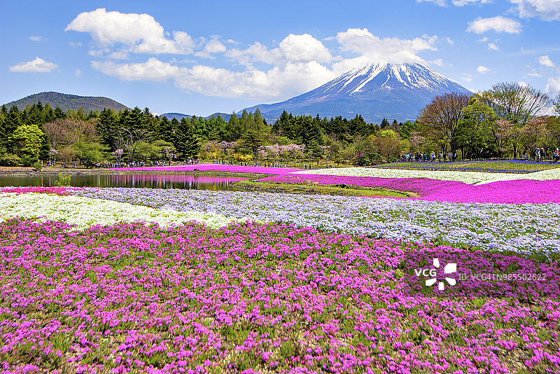 日本静冈县富士宫元津湖附近的富士山和芝樱花园图片素材