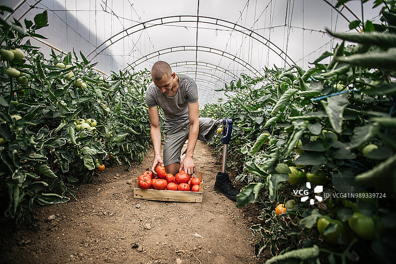 年轻的农民用义肢采摘西红柿图片素材