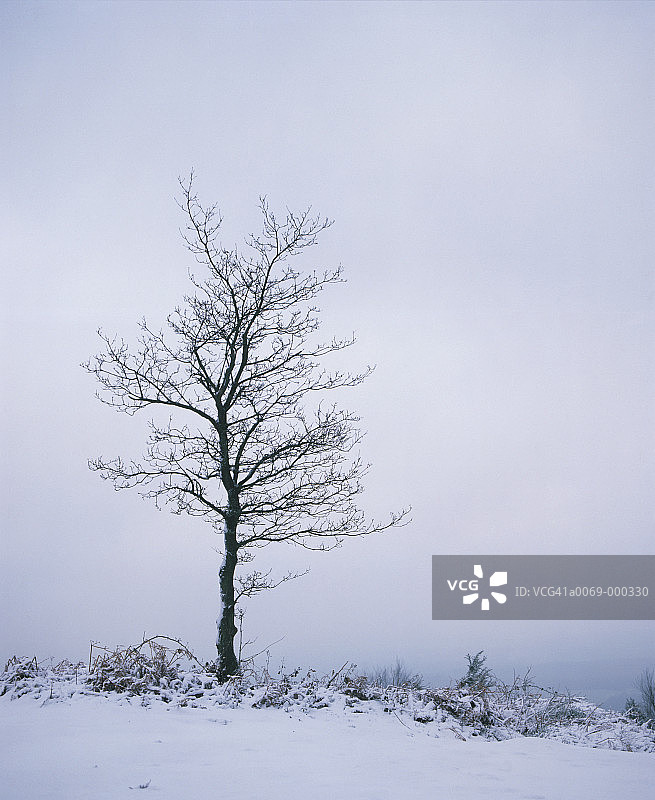 雪地里的树图片素材