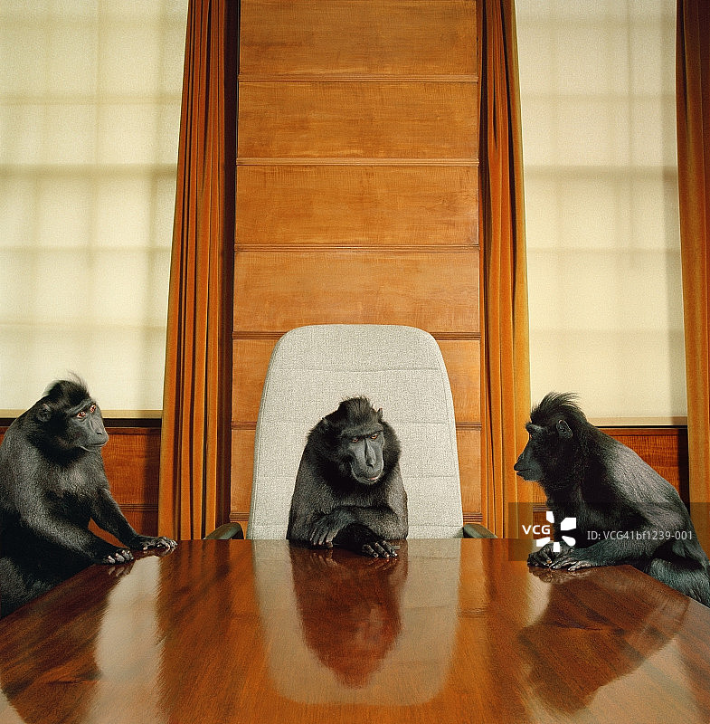 三只猕猴围坐在会议桌旁图片素材
