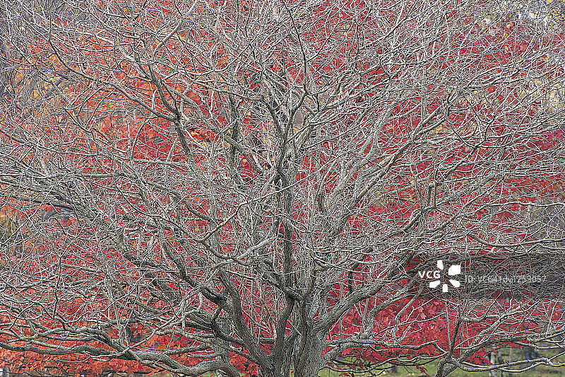 老苹果树对红叶，哈德逊河谷，纽约，美国图片素材