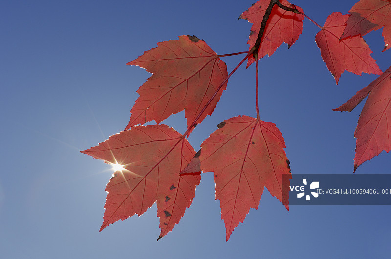 枫树(槭属)的秋叶映衬着湛蓝的天空图片素材