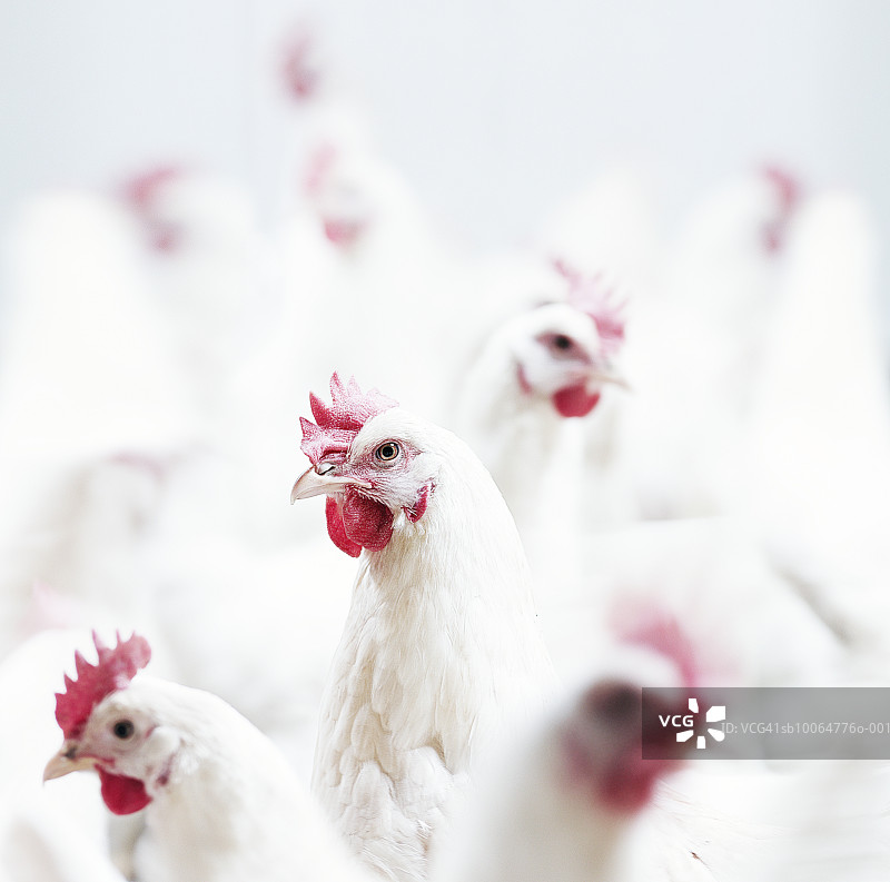 白色罗曼母鸡，特写，差异聚焦图片素材