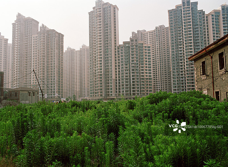 中国上海，古老的历史建筑与现代建筑相映成趣图片素材