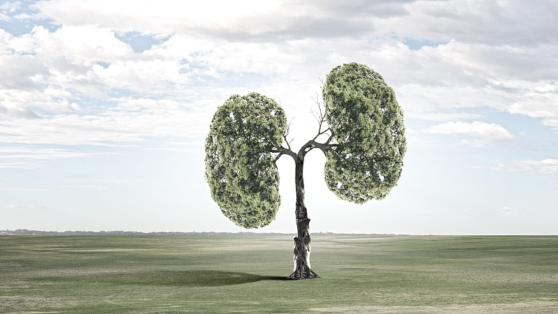 空气污染。绿树的概念形象，形状像人的肺图片下载