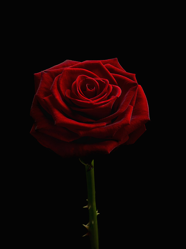 单瓣深红色玫瑰花。图片下载