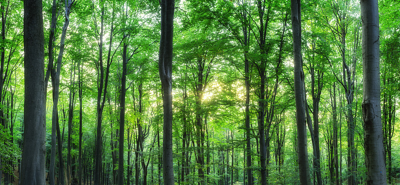 全景式的绿色山林与阳光透过图片下载