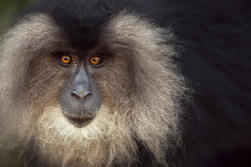 狮子尾猕猴(猕猴)的女性肖像。阿纳玛莱老虎保护区，西高止，泰米尔纳德邦，印度。2013年4月。图片下载
