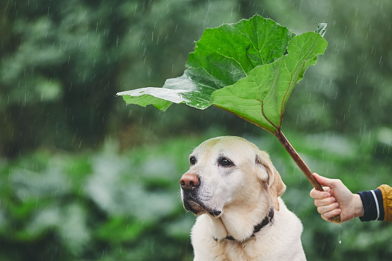 雨天与狗在自然界图片素材