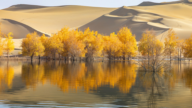 新疆塔克拉玛干沙漠胡杨图片下载