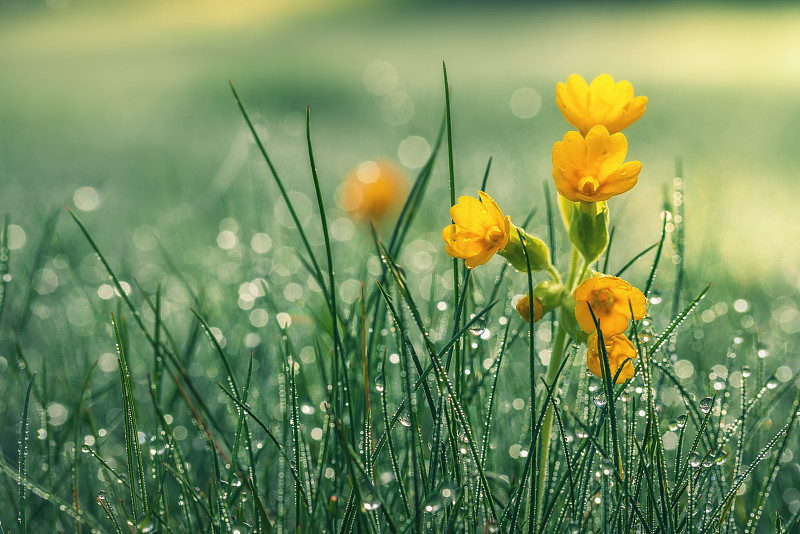 鲜花被露水覆盖的草包围的特写图片下载