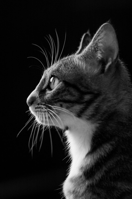 一只猫咪的肖像图片下载