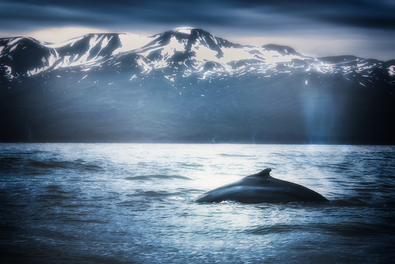 冰岛阿库雷里海湾里的鲸图片素材