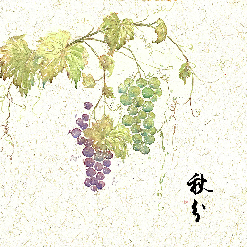 插画二十四节气果蔬系列之秋分葡萄图片
