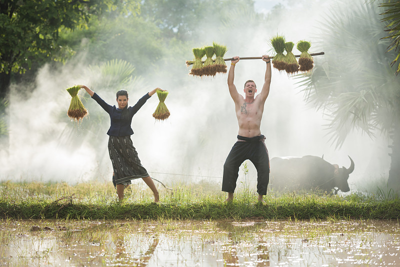 农民在雨季种植水稻图片素材