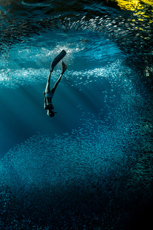 沙丁鱼群中上升的自由潜水员