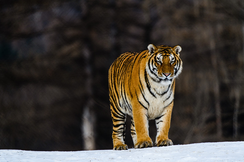 冬日雪地中的东北虎图片下载